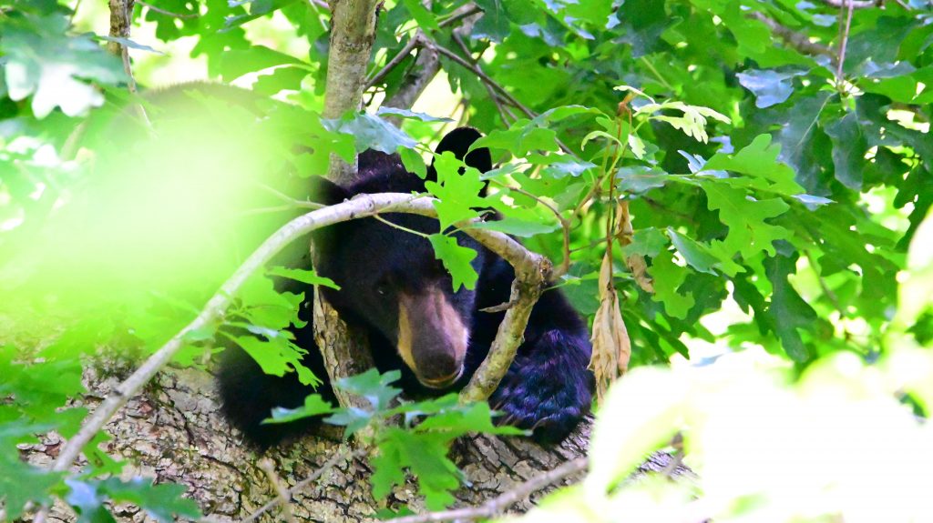 bear napping in tree