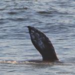 #whale #depoebay #oregon #drivebytourists #gertietherv #majercin #clemenete