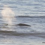 #whale #depoebay #oregon #drivebytourists #gertietherv #majercin #clemenete