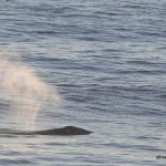 #whale #depoebay #oregon #drivebytourists #gertietherv #majercin #clemenete